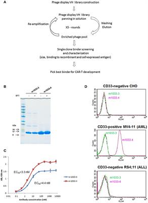 A Unique Human Immunoglobulin Heavy Chain Variable Domain-Only CD33 CAR for the Treatment of Acute Myeloid Leukemia